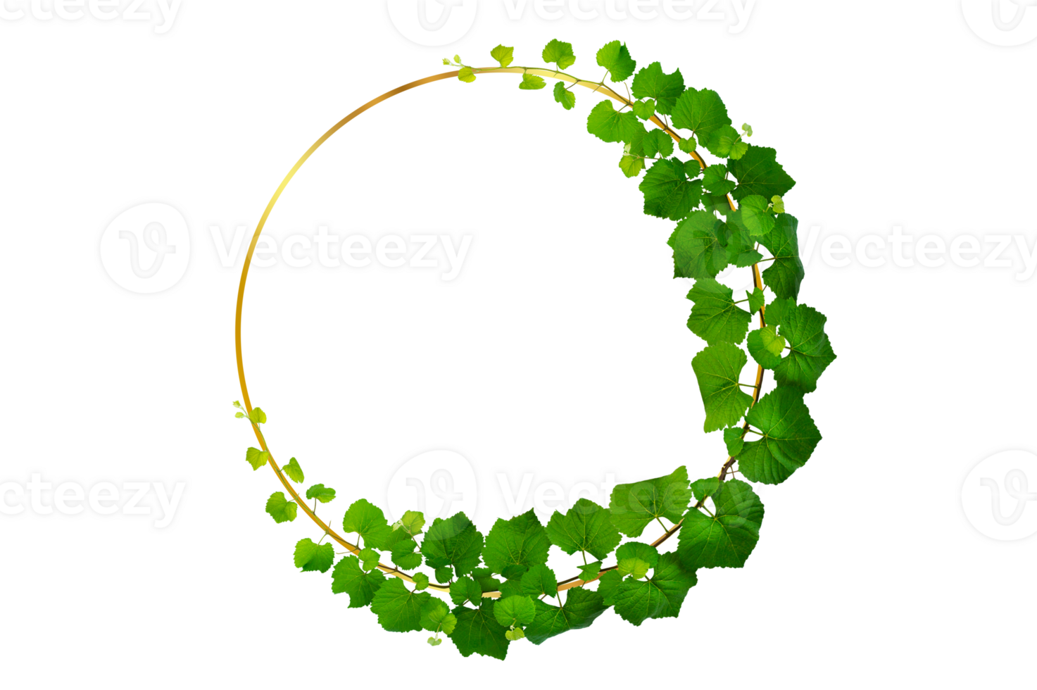 vine frame leaf vine circle Isolate on transparent Circle Frame background file png