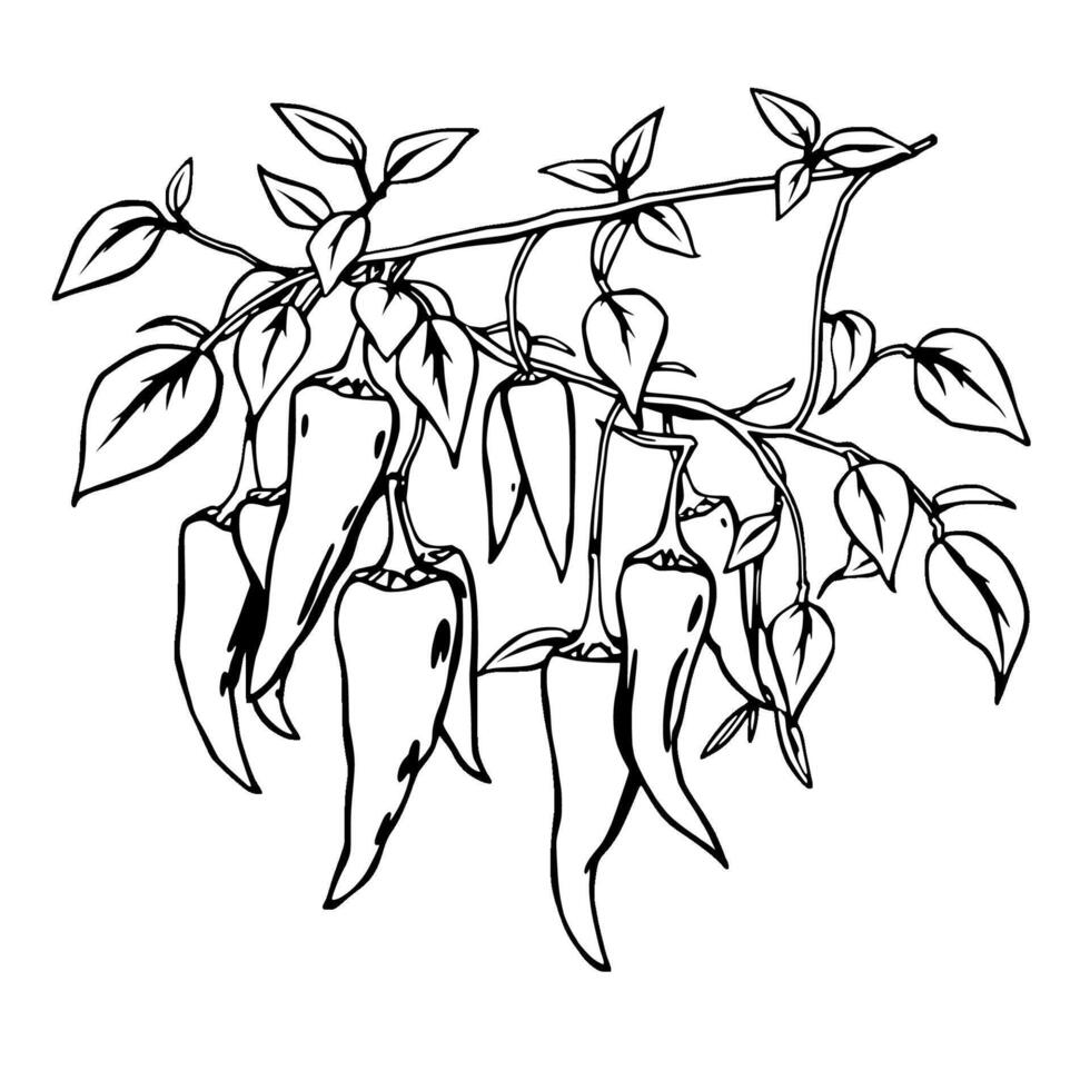 Red Chili Peppers Hanging On Branch Vivid Illustration vector