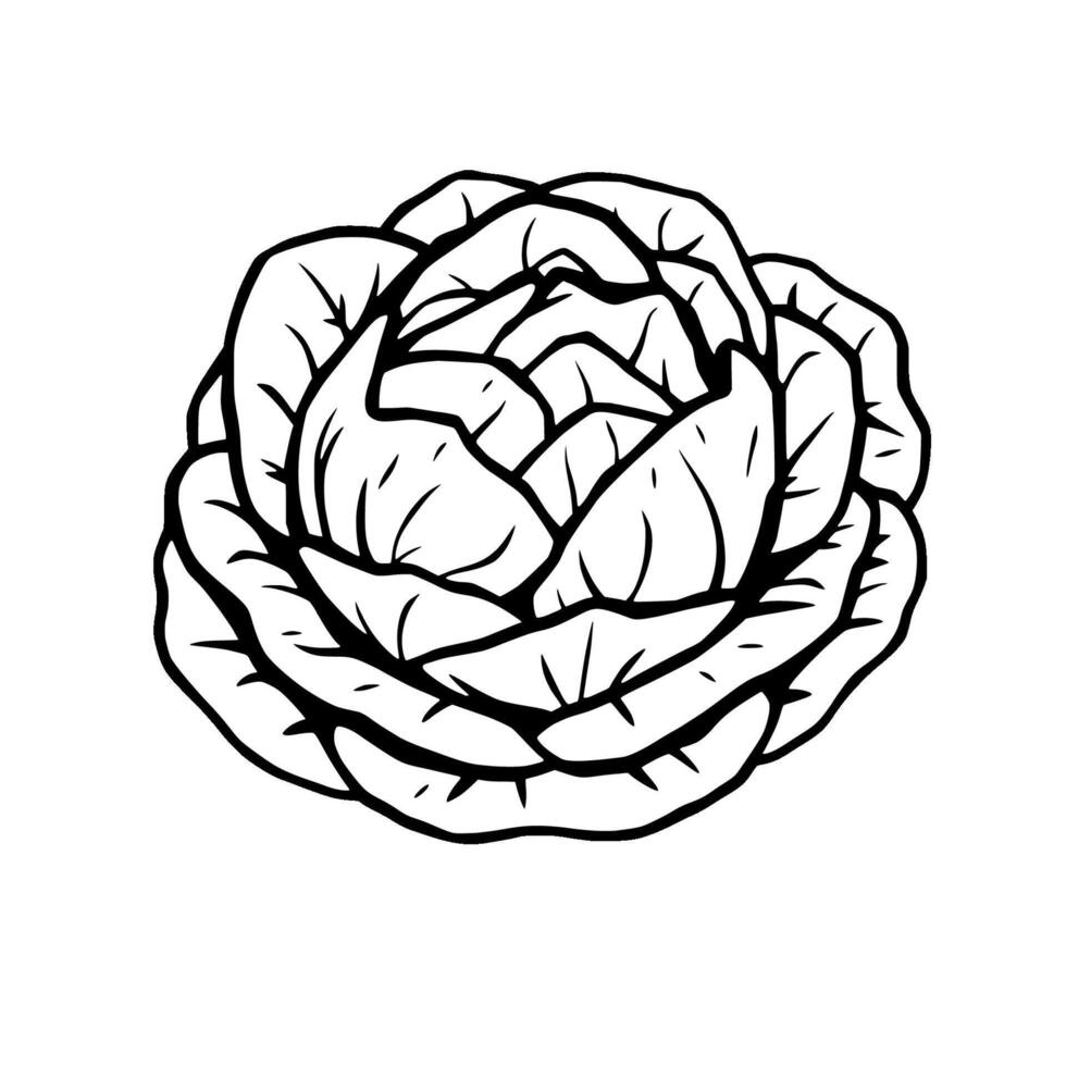 Detailed Line Art Illustration Of A Cabbage Head vector