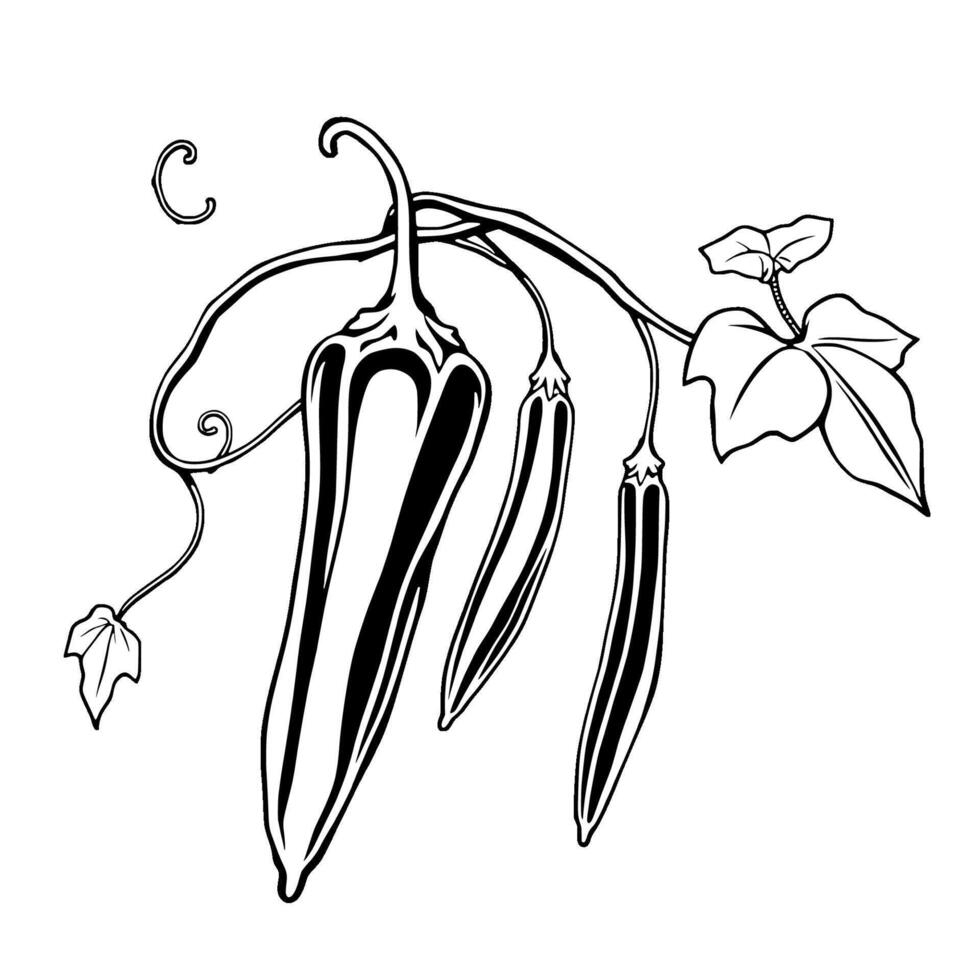 Black And White Illustration Of Okra Hanging On Vine vector