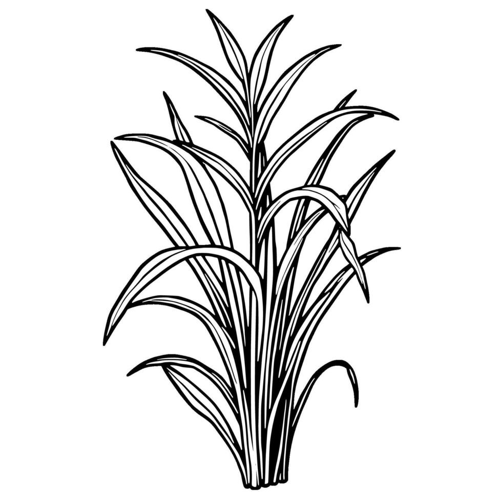 Detailed Line Drawing Of Lush Verdant Grass Blades vector