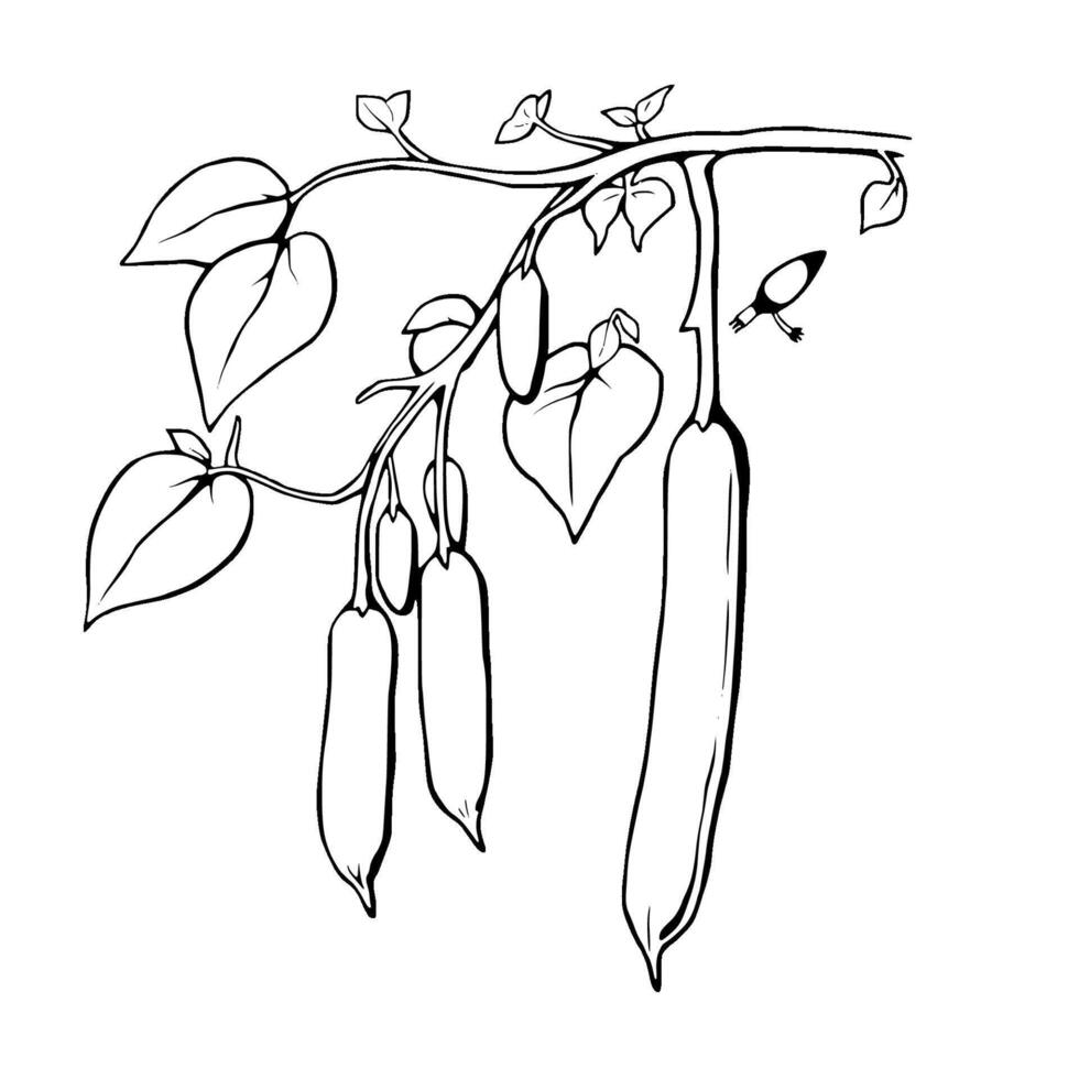 Line Drawing Of Bean Plant With Pods And Leaves vector