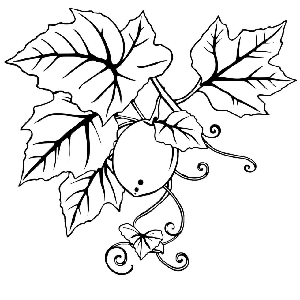 Line Art Drawing Of A Gourd With Lush Leaves vector