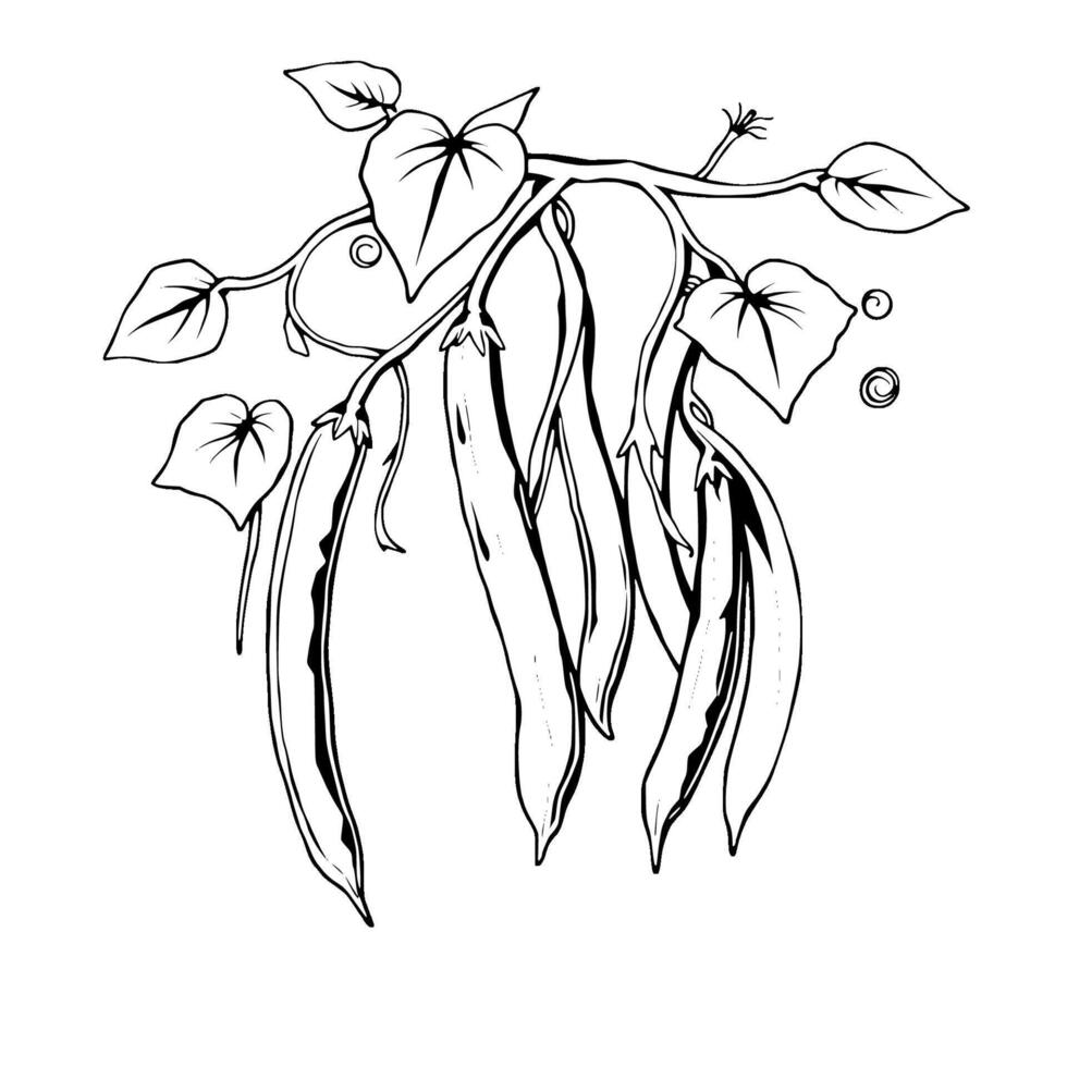 Line Art Illustration Of Fresh Green Beans On Vine vector
