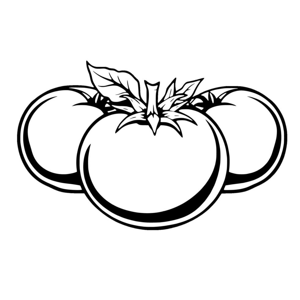 Three Fresh Tomatoes on the Vine Line Art Design vector