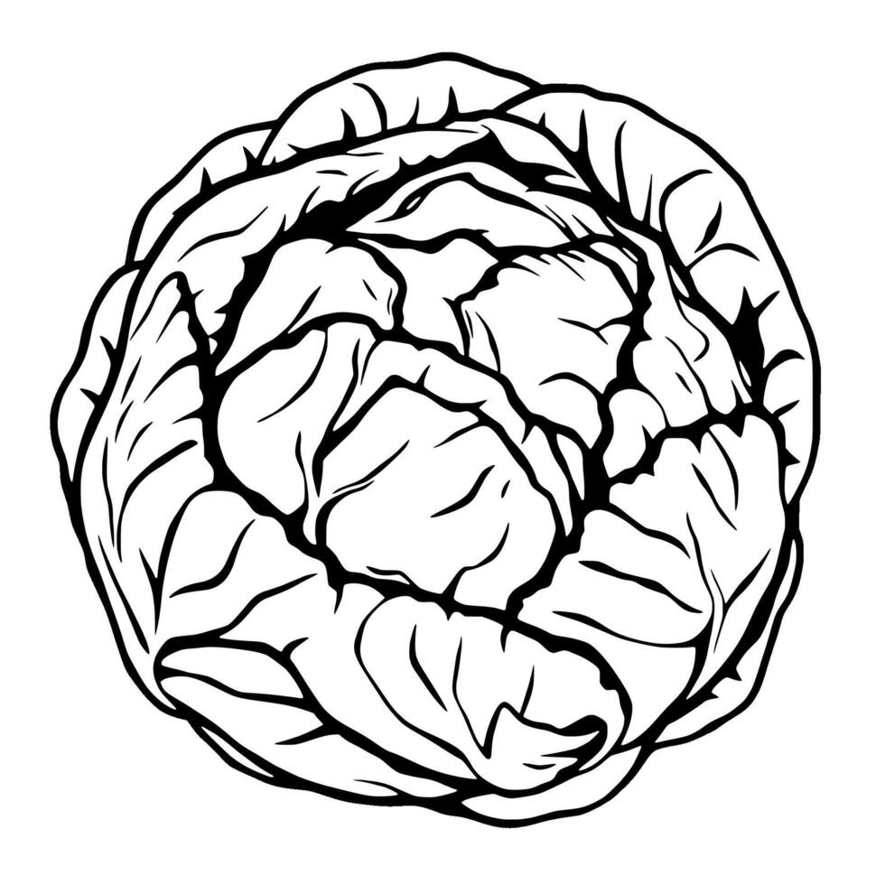 Detailed Line Drawing Of A Whole Head Of Cabbage vector