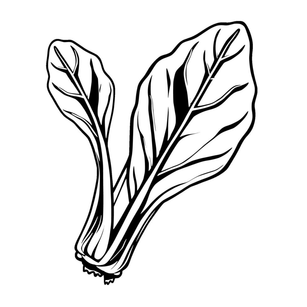 Fresh Red Chard Leaves Vibrant Illustration of Healthy Greens vector