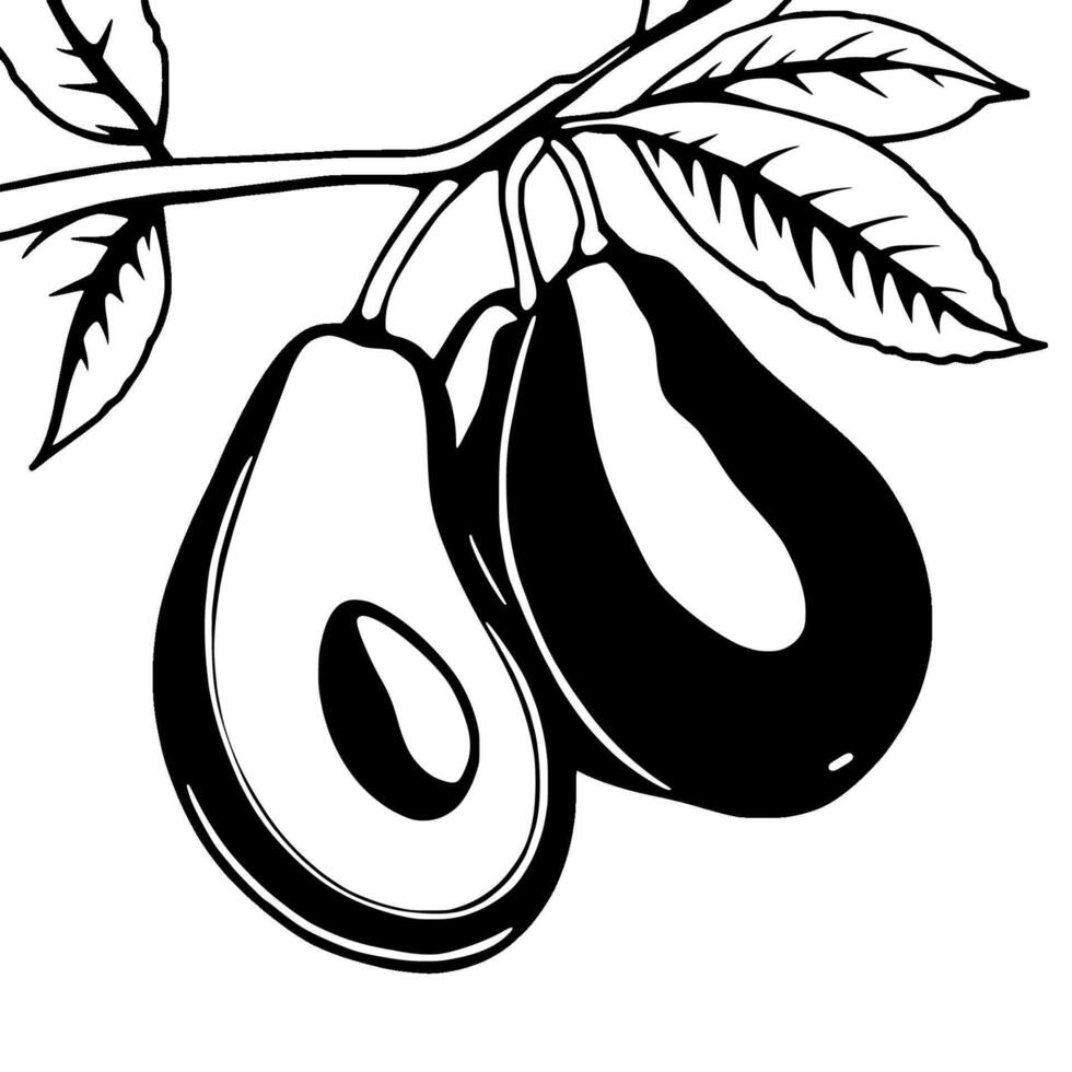 Two Avocados on Branch Black and White Illustration vector
