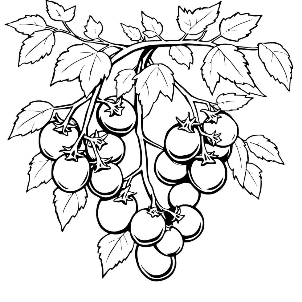 Green Tomatoes on the Vine A Detailed Illustration vector