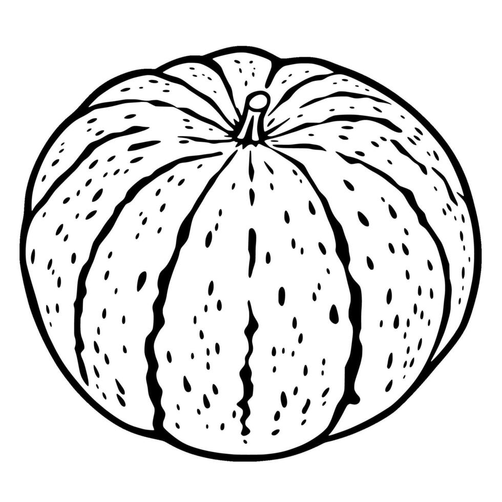 Detailed Line Drawing Of A Whole Round Pumpkin vector