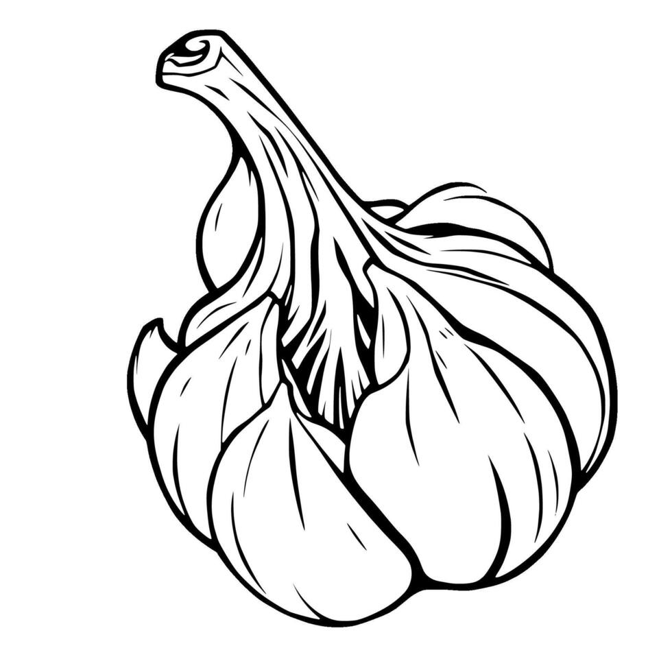 Detailed Line Drawing Of A Single Bulb Of Garlic vector
