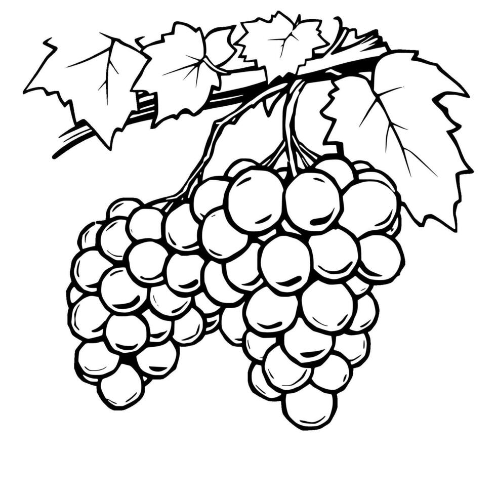 Lush Green Grapes Hanging From Vine Branch vector