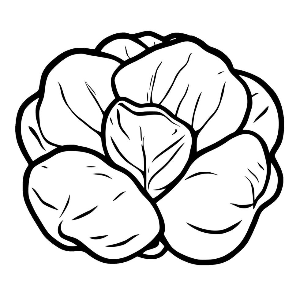 Detailed Illustration Of A Fresh Green Cabbage Head vector