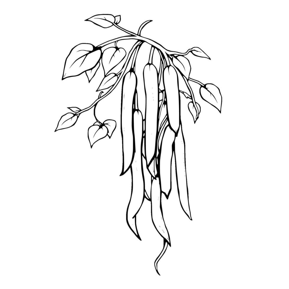 Line Art Illustration Of Green Beans Hanging On Vine vector