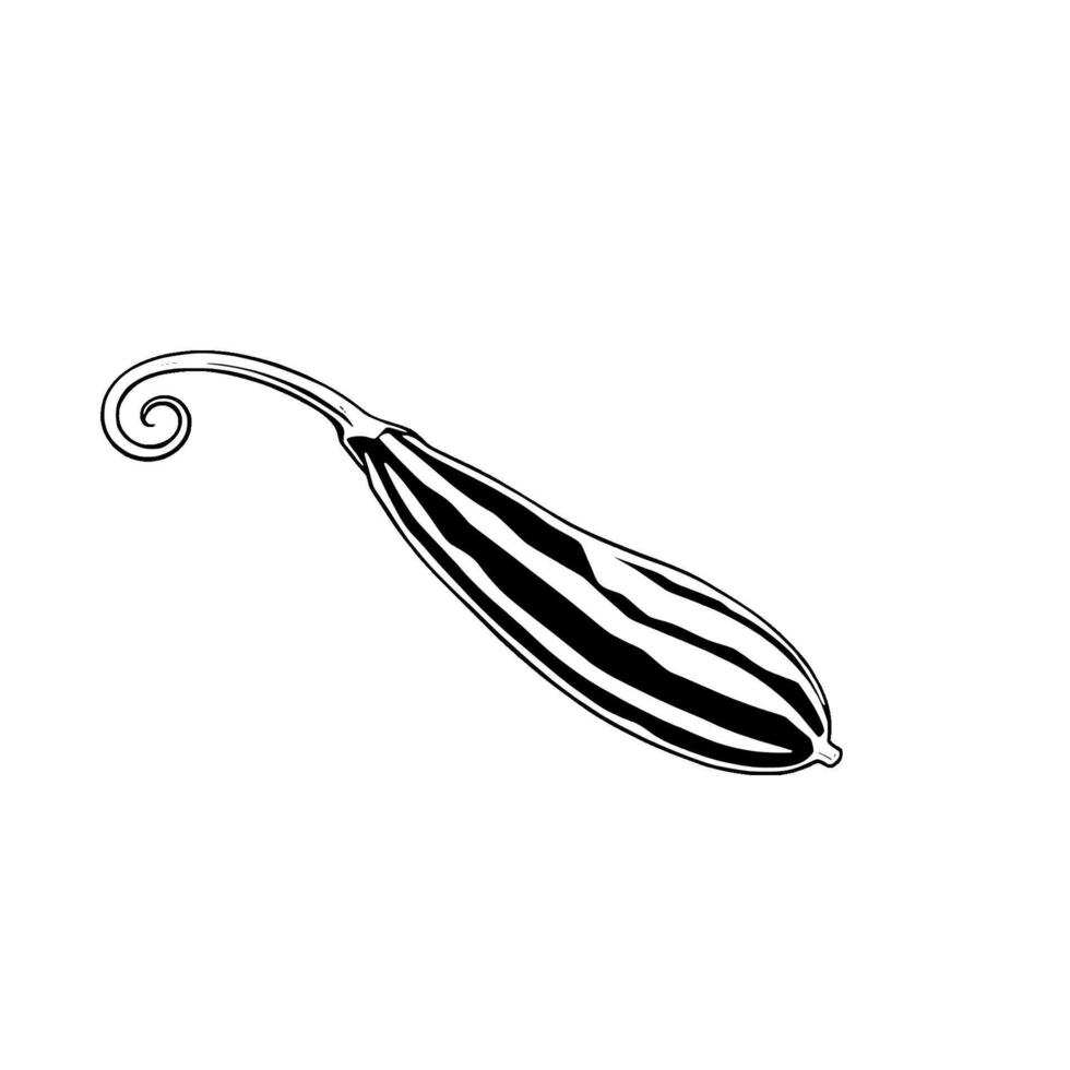 Elegant Black And White Illustration Of A Striped Gourd vector