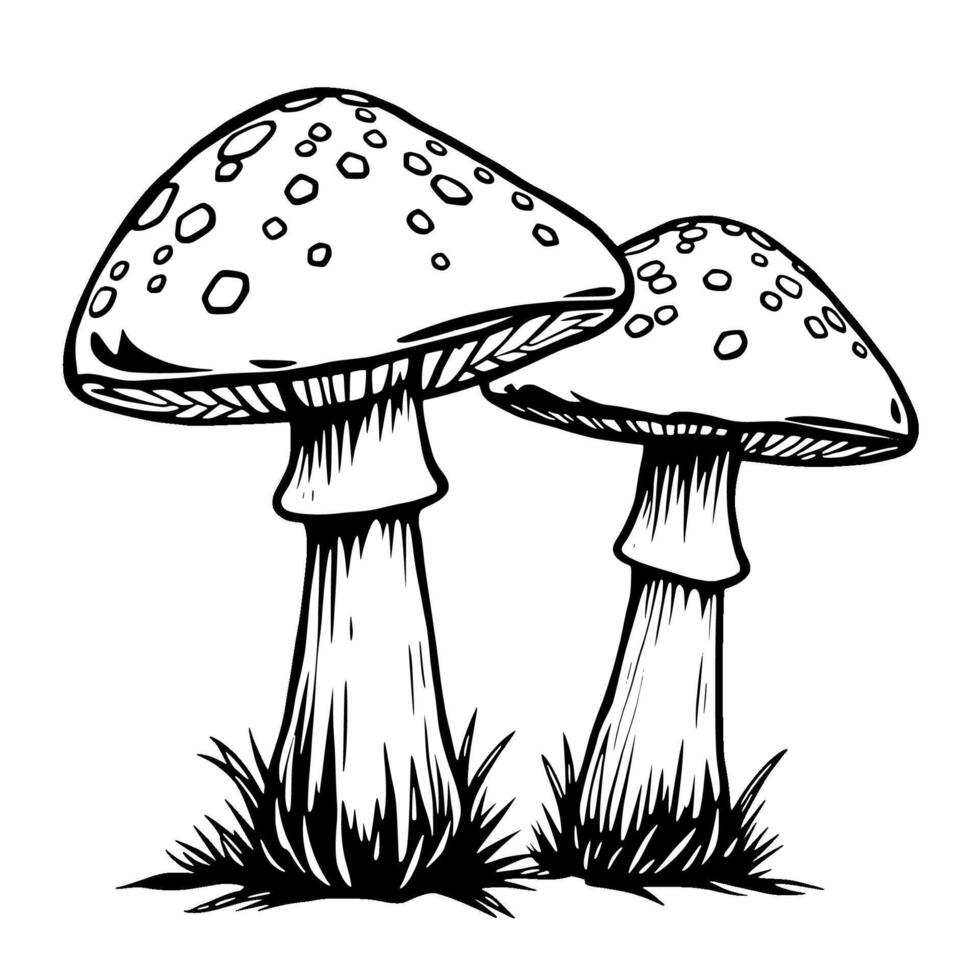 Two Red Mushrooms with White Spots in Grass vector