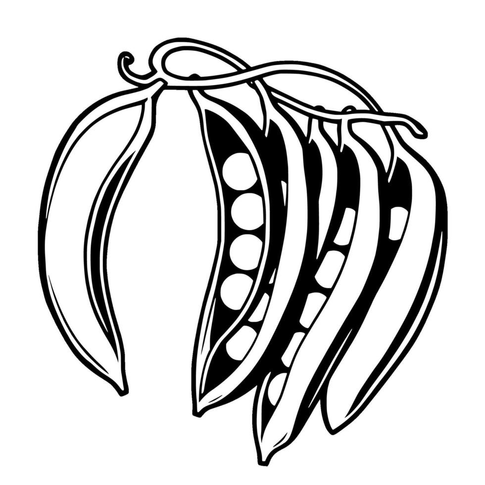 Fresh Garden Peas in Pods Line Art Illustration vector