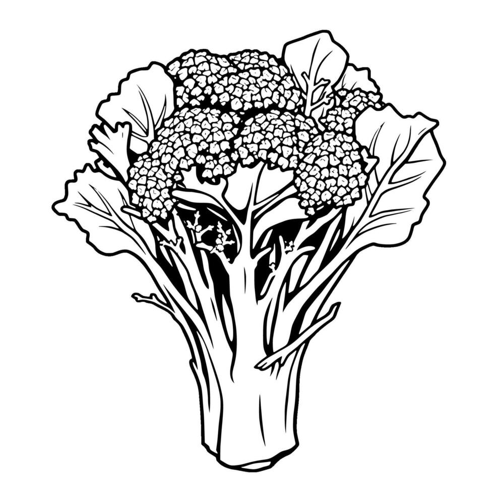 Fresh Green Broccoli Vegetable Illustration Drawing vector