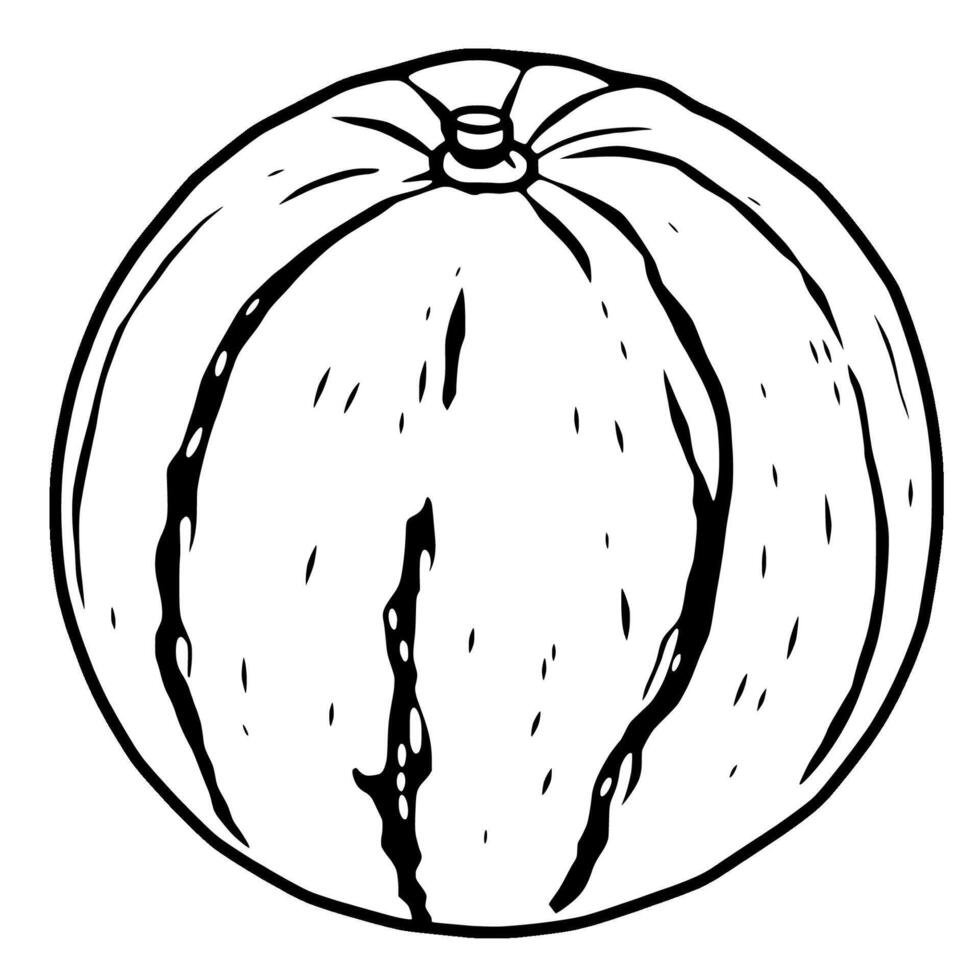 Line Art Drawing Of A Whole Watermelon Fruit vector