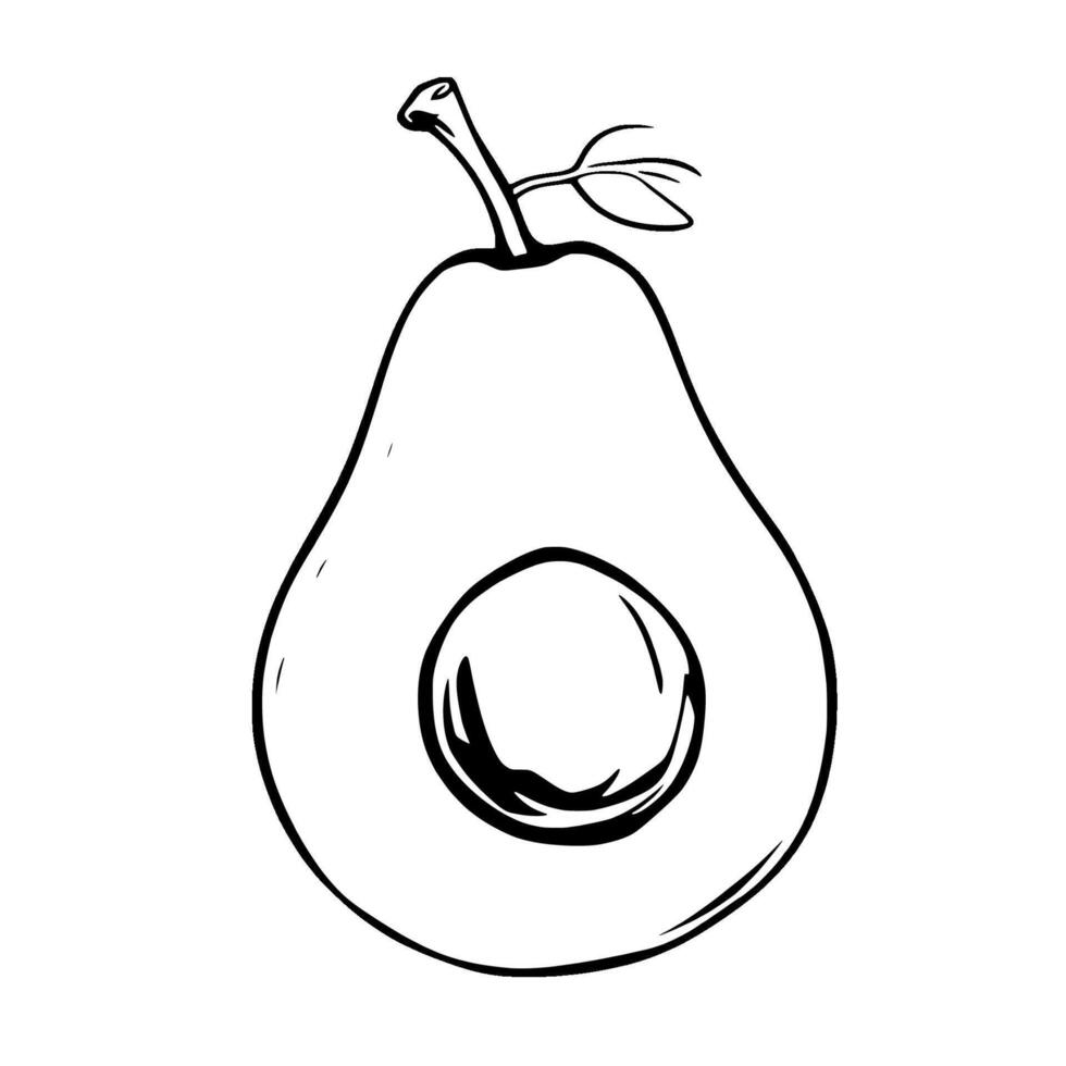 Halved Avocado Illustration Simple Line Drawing Of A Ripe Fruit vector