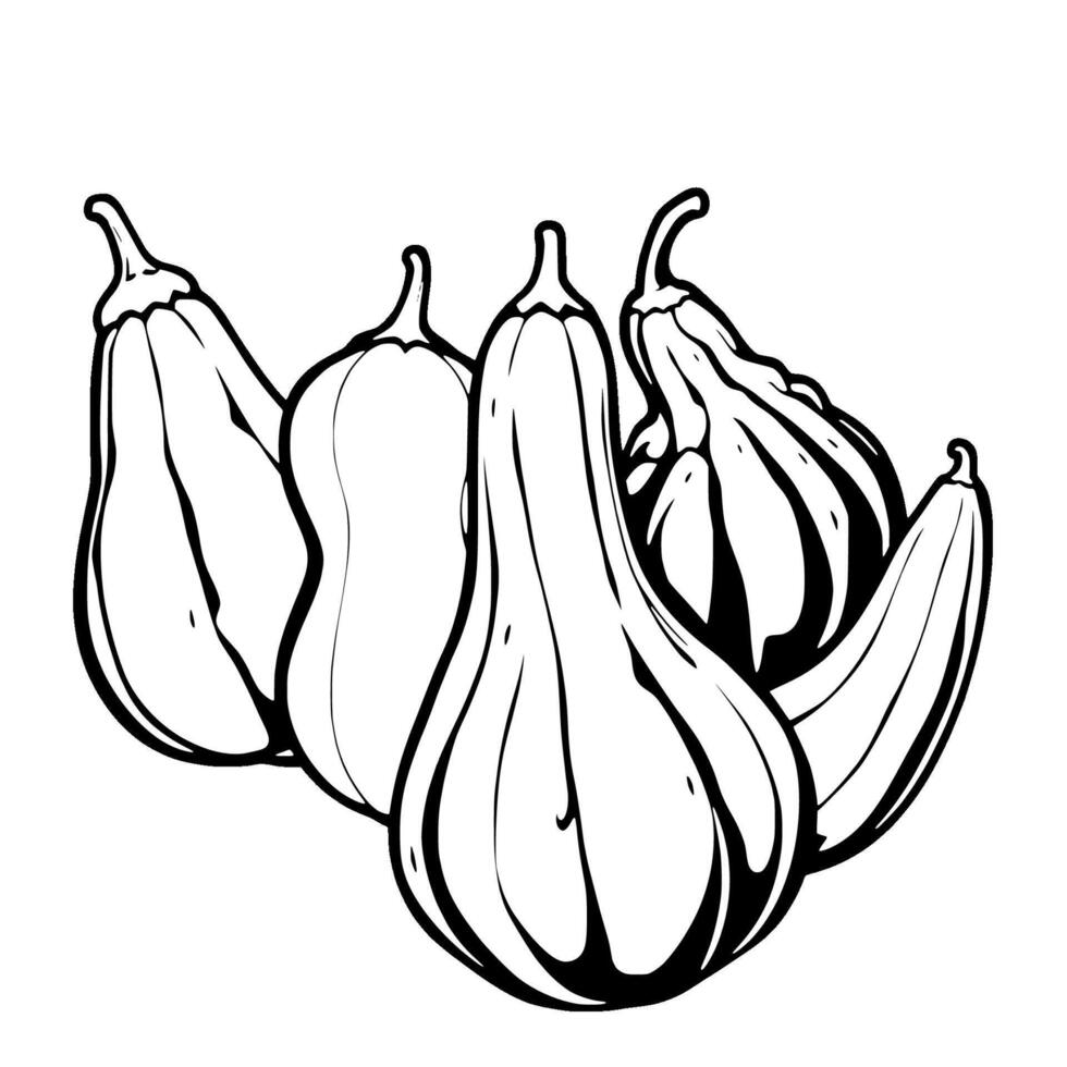 A Collection Of Gourds Detailed Line Art Illustration vector