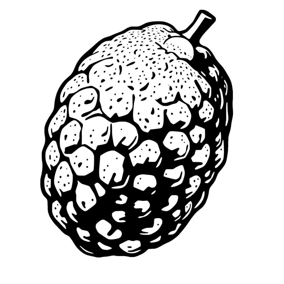 Detailed Illustration Of A Single Cherimoya Fruit vector