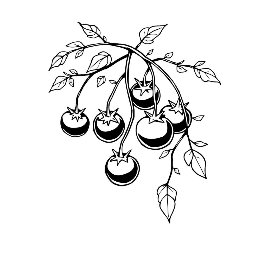 Hand-Drawn Illustration Of Vine-Ripened Tomatoes vector