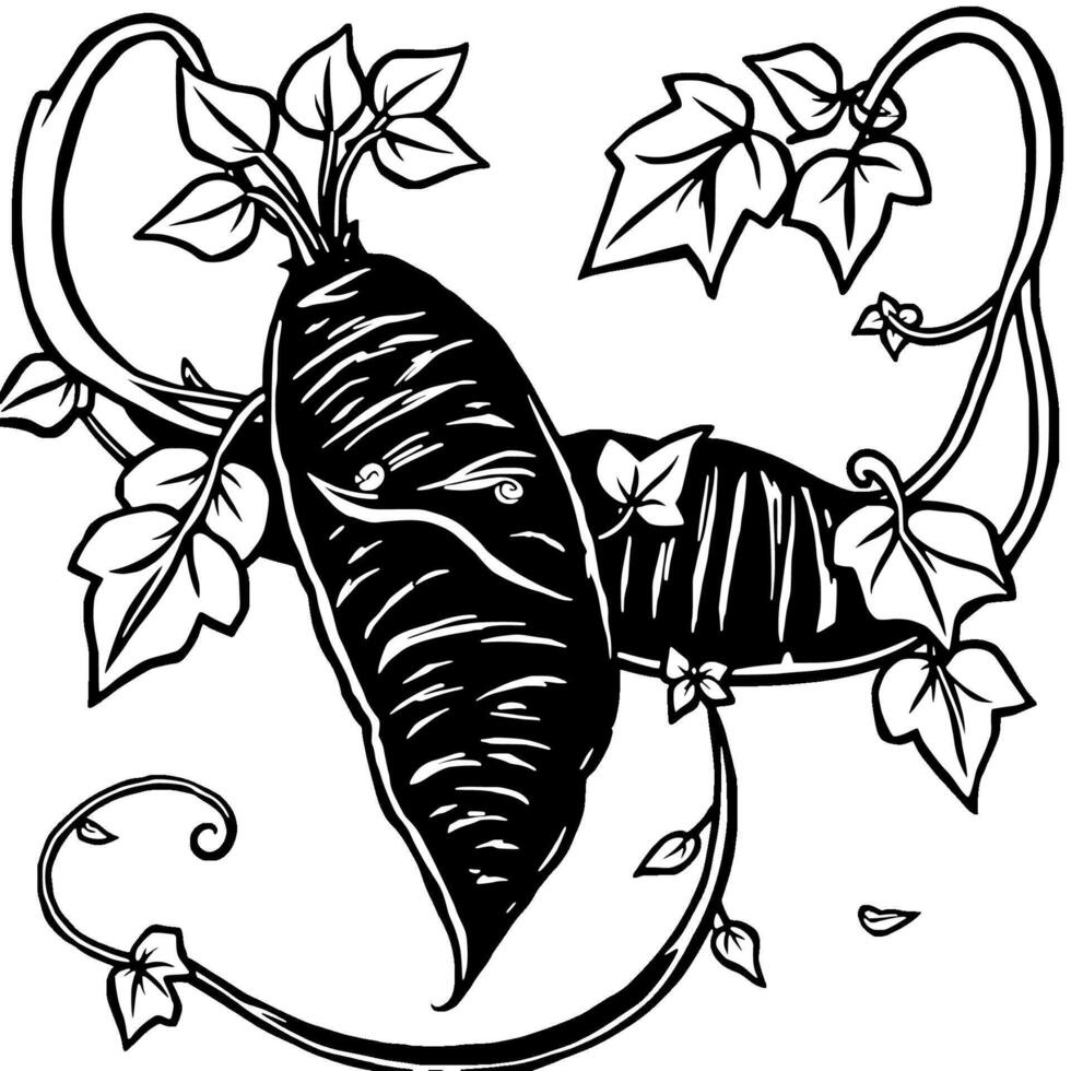 Stylized Black And White Illustration Of Sweet Potatoes With Vines vector