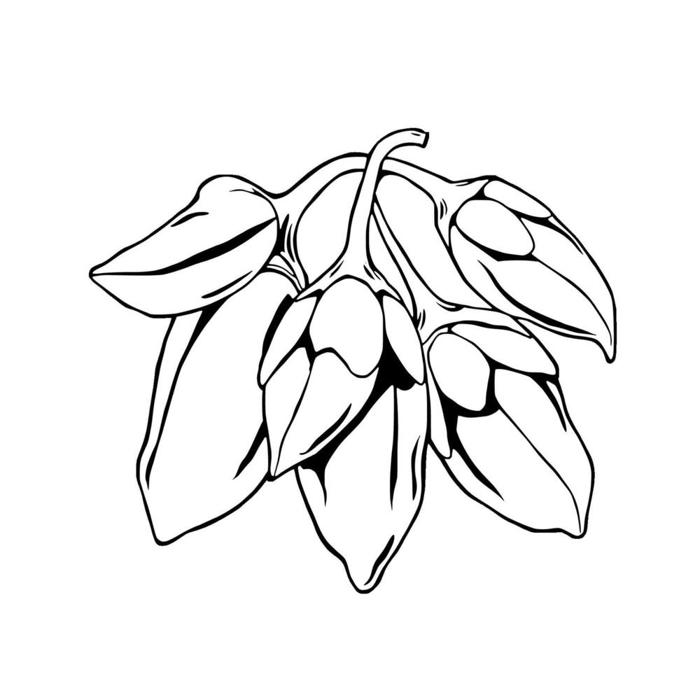 Elegant Illustration Of Pale Green Flower Buds Cluster vector