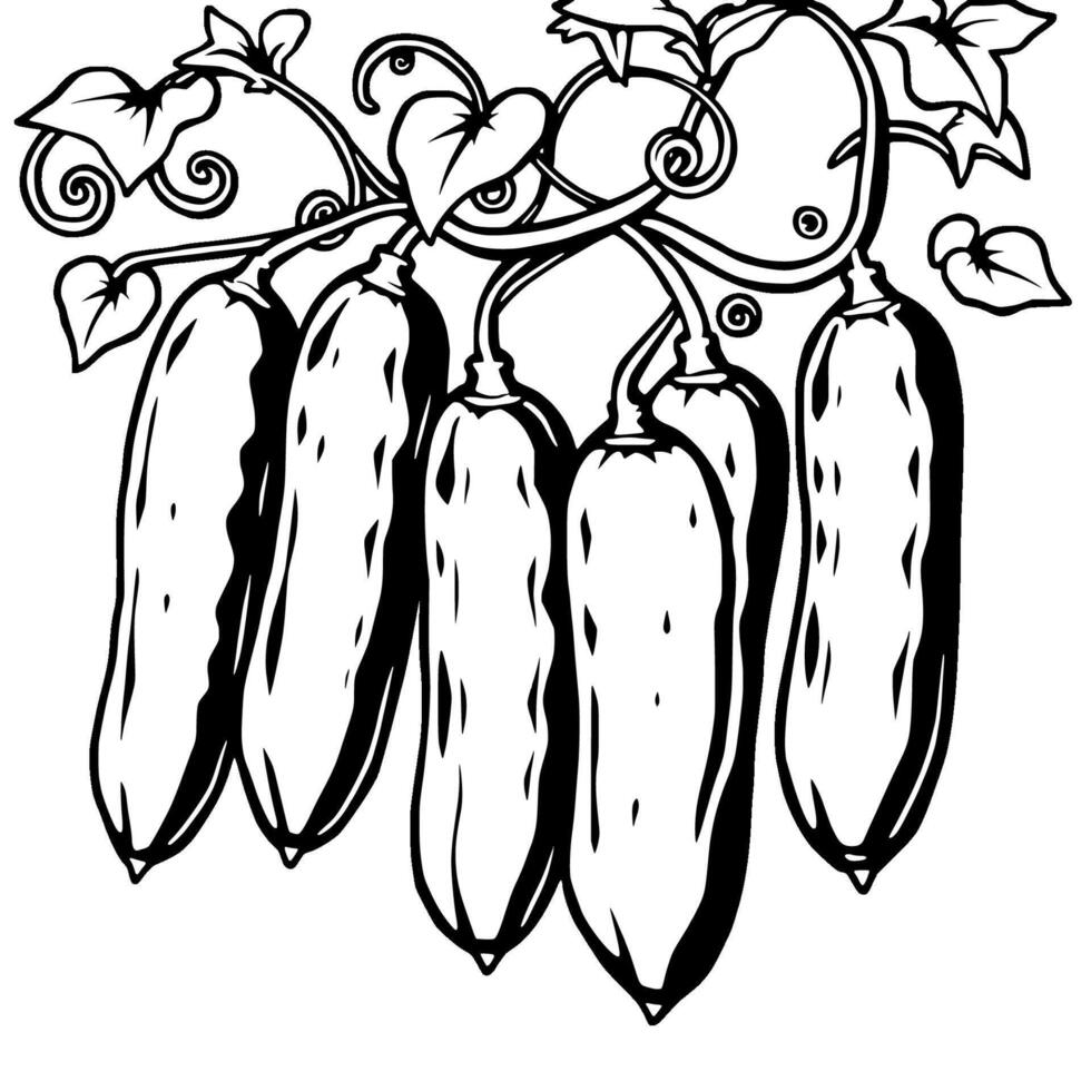Fresh Green Cucumbers Hanging On Vine Farm Fresh Produce vector