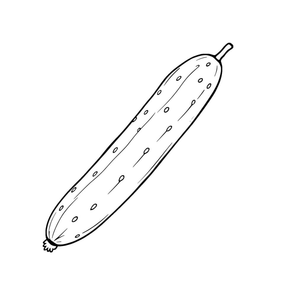 Single Fresh Cucumber Line Drawing Illustration vector