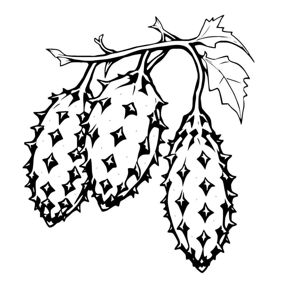 Three Spiny Kiwano Melons on Vine Black Ink Drawing vector