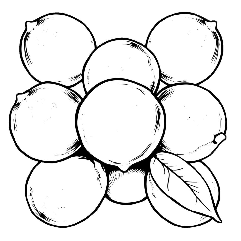 Cluster of Limes Detailed Hand-Drawn Illustration vector