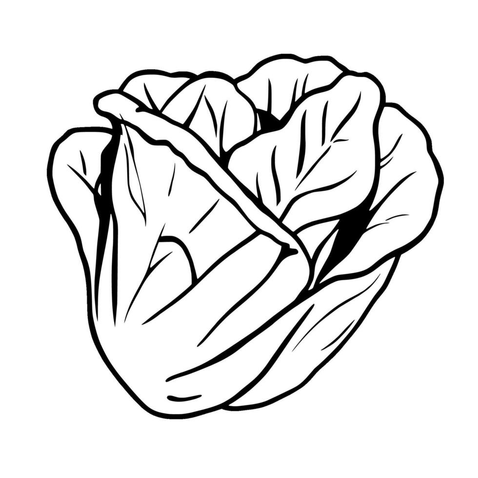 Fresh Green Napa Cabbage Illustration Healthy Vegetable vector