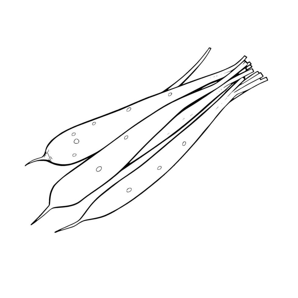 Hand-Drawn Illustration Of A Bunch Of Long Thin Vegetables vector