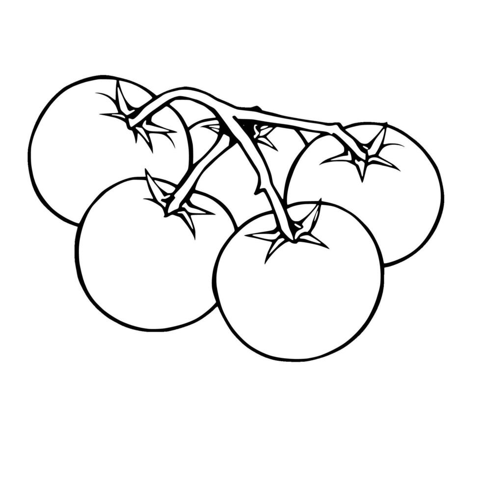 Cluster Of Ripe Yellow Tomatoes On The Vine vector