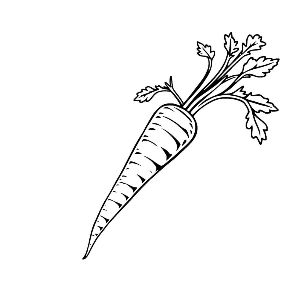 Freshly Harvested Carrot Line Art Illustration vector