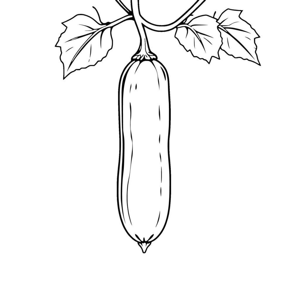 Line Drawing Of A Single Zucchini Hanging From Vine vector