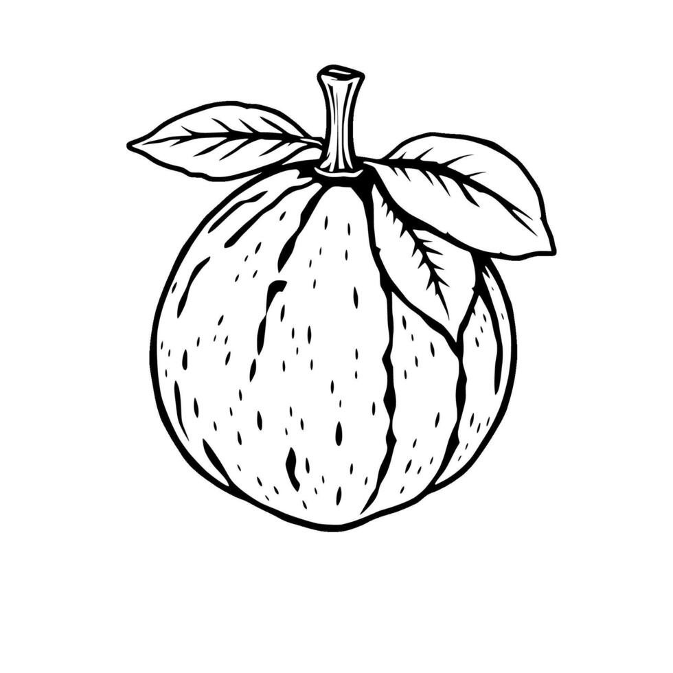 Line Art Drawing Of A Single Citrus Fruit With Leaves vector