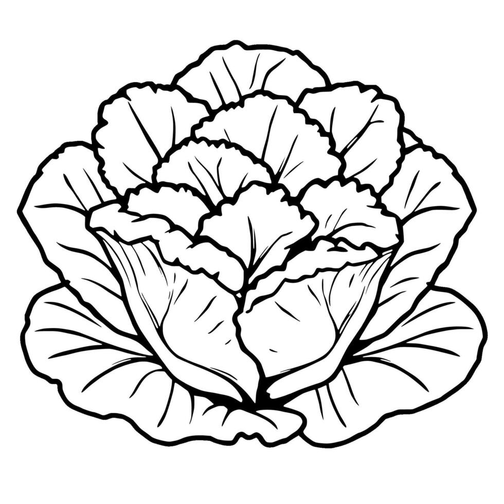 Detailed Line Drawing Of A Cabbage Head Fresh Vegetable vector
