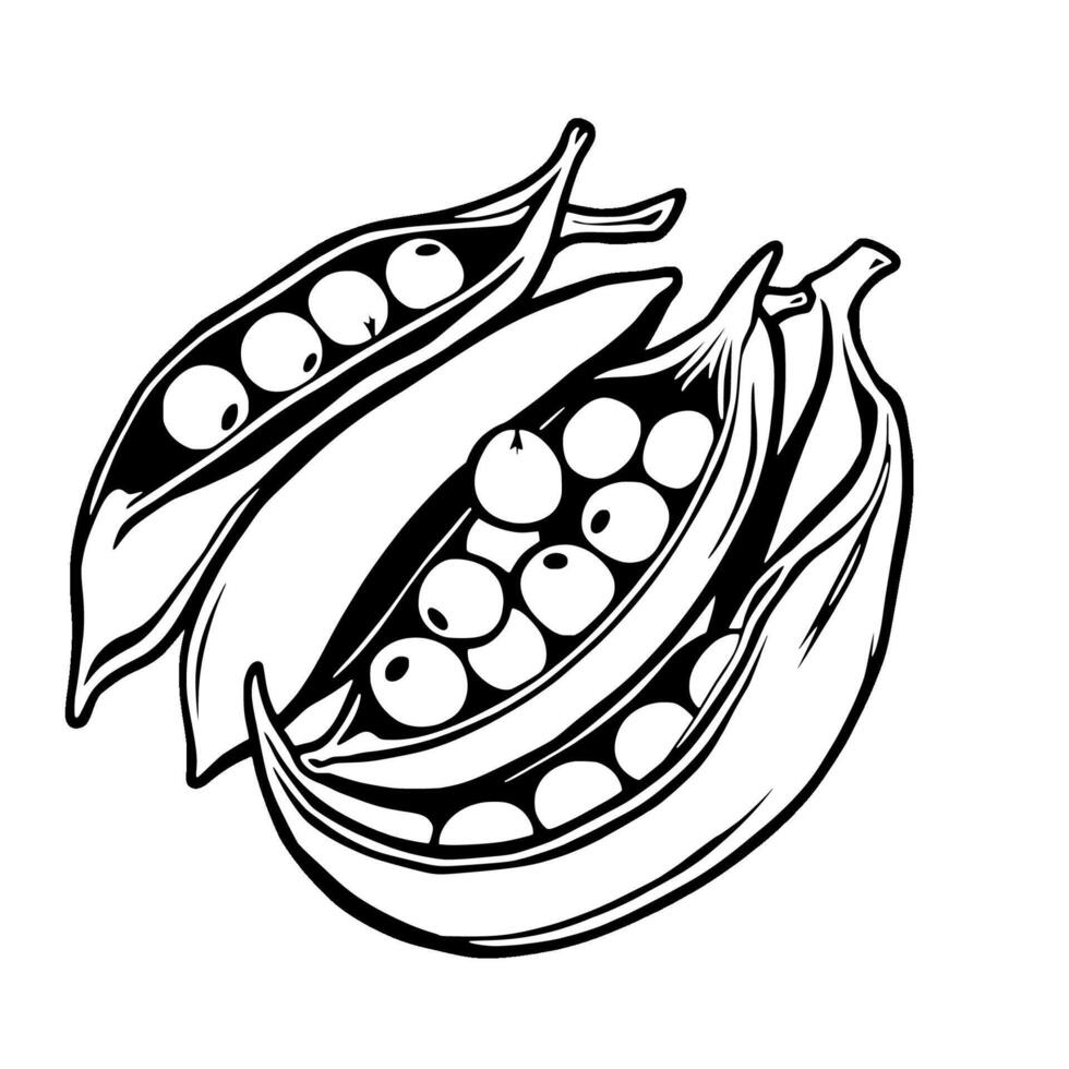 Fresh Green Peas in Open Pods Line Art Illustration vector