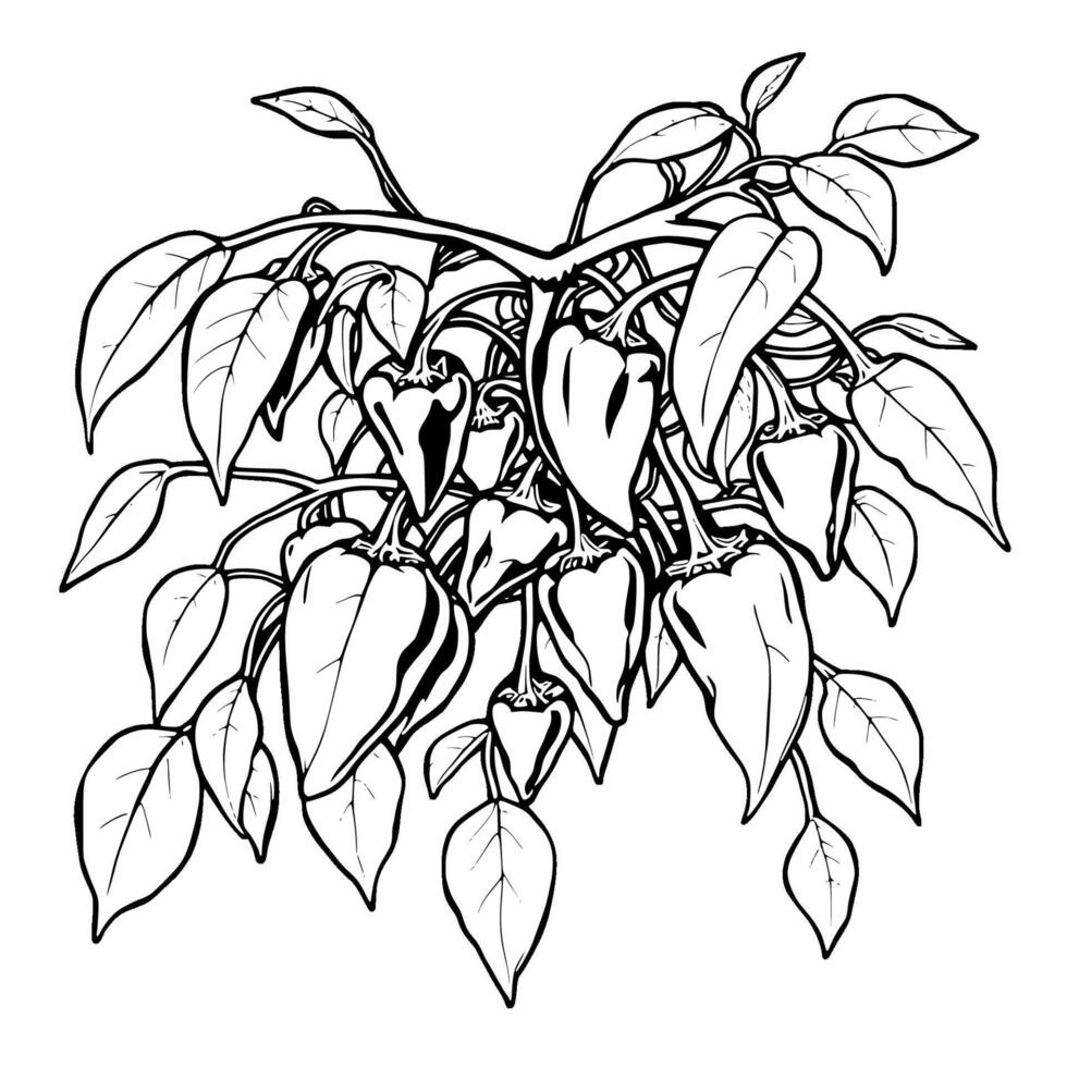 Abundant Harvest A Detailed Drawing Of Chili Peppers On The Vine vector