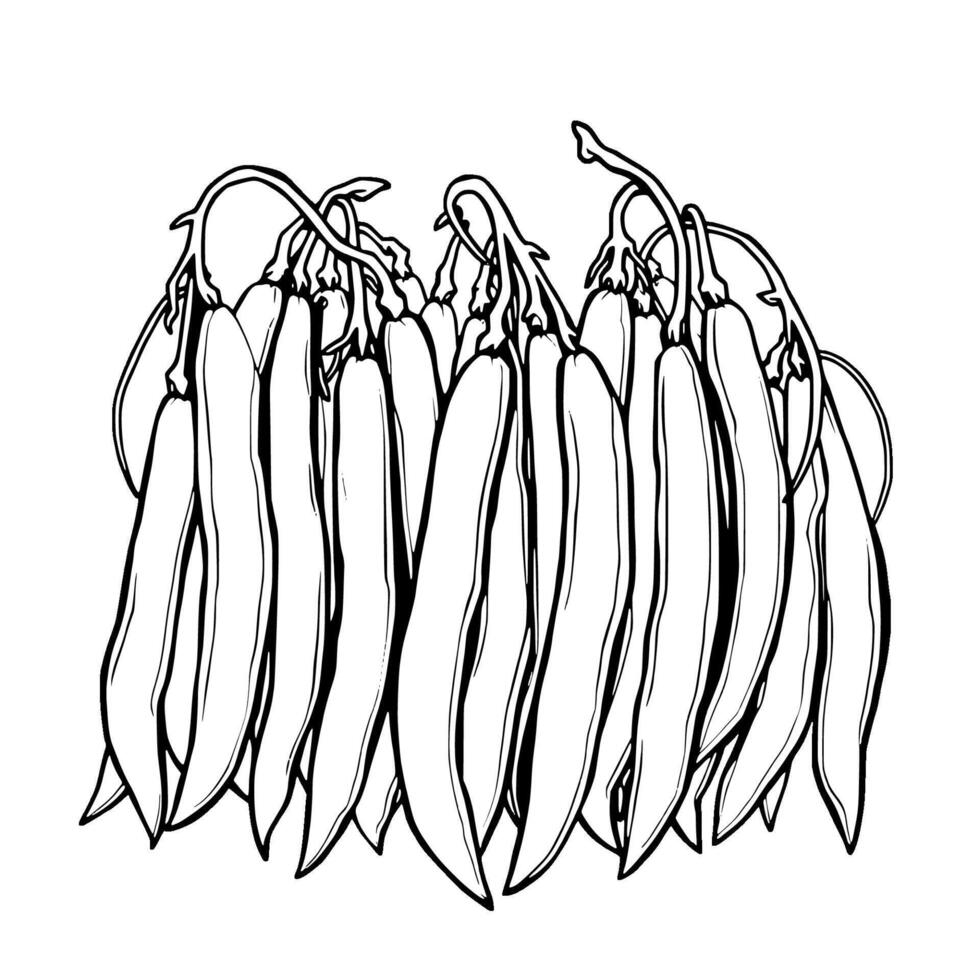 Freshly Harvested Bunch Of Green Beans Illustration vector