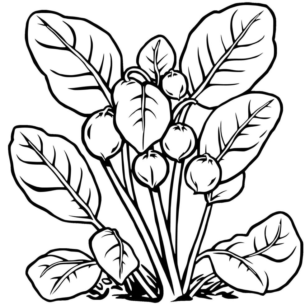 Botanical Illustration A Detailed Drawing Of A Plant With Large Leaves And Round Fruits vector