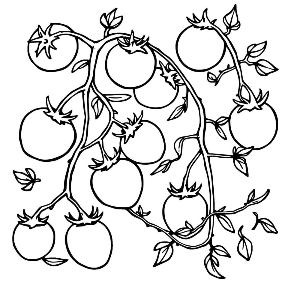 Vibrant Red Tomatoes Growing On Lush Vine Branch vector