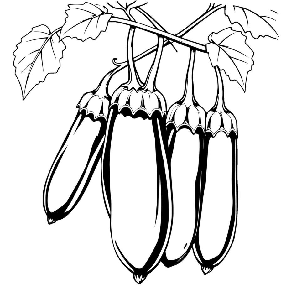 Three Eggplants Hanging From Branch With Leaves vector
