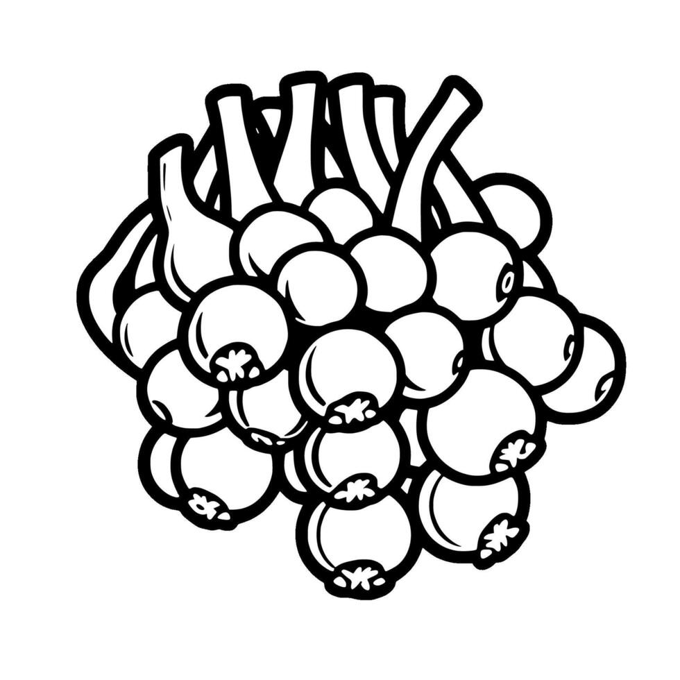 Cluster of Green Berries Fresh and Juicy Harvest vector