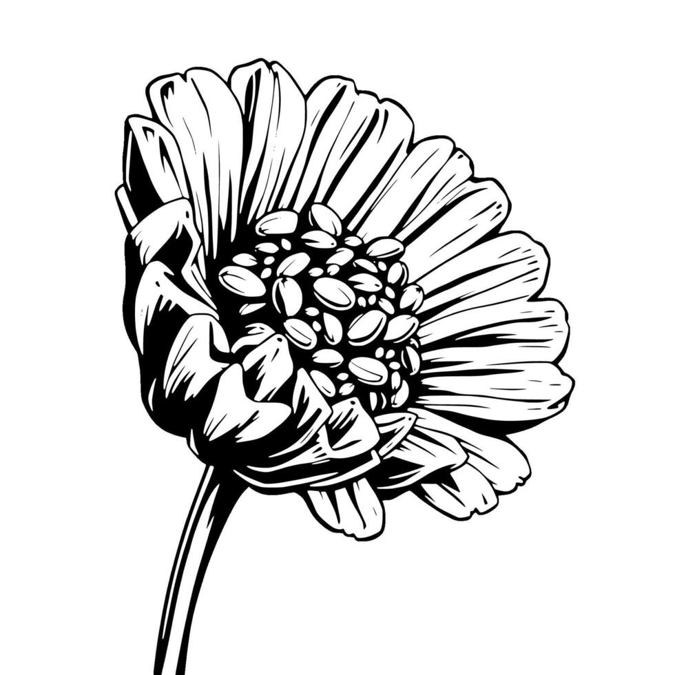 Elegant Black And White Drawing Of A Single Zinnia Flower vector