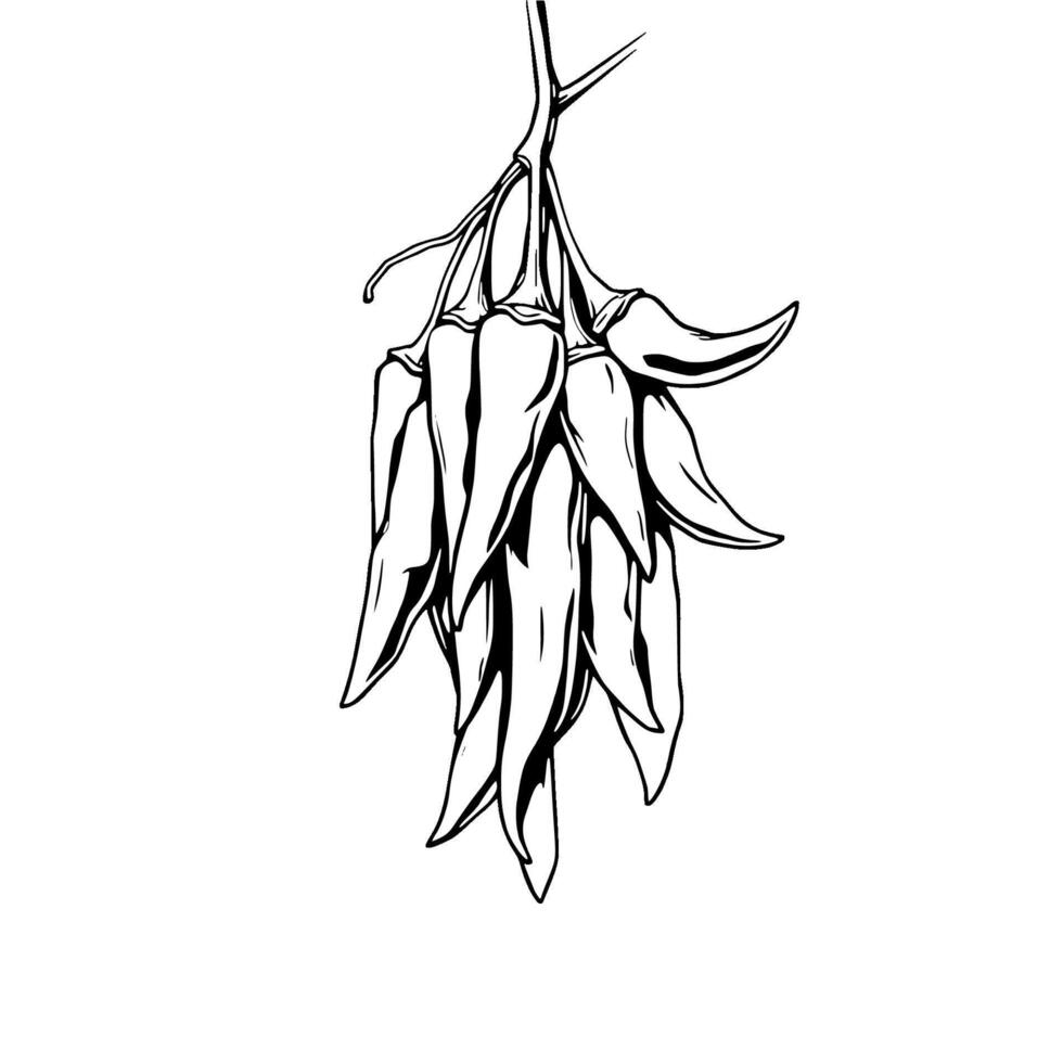 A Bunch of Red Chili Peppers Hanging to Dry vector