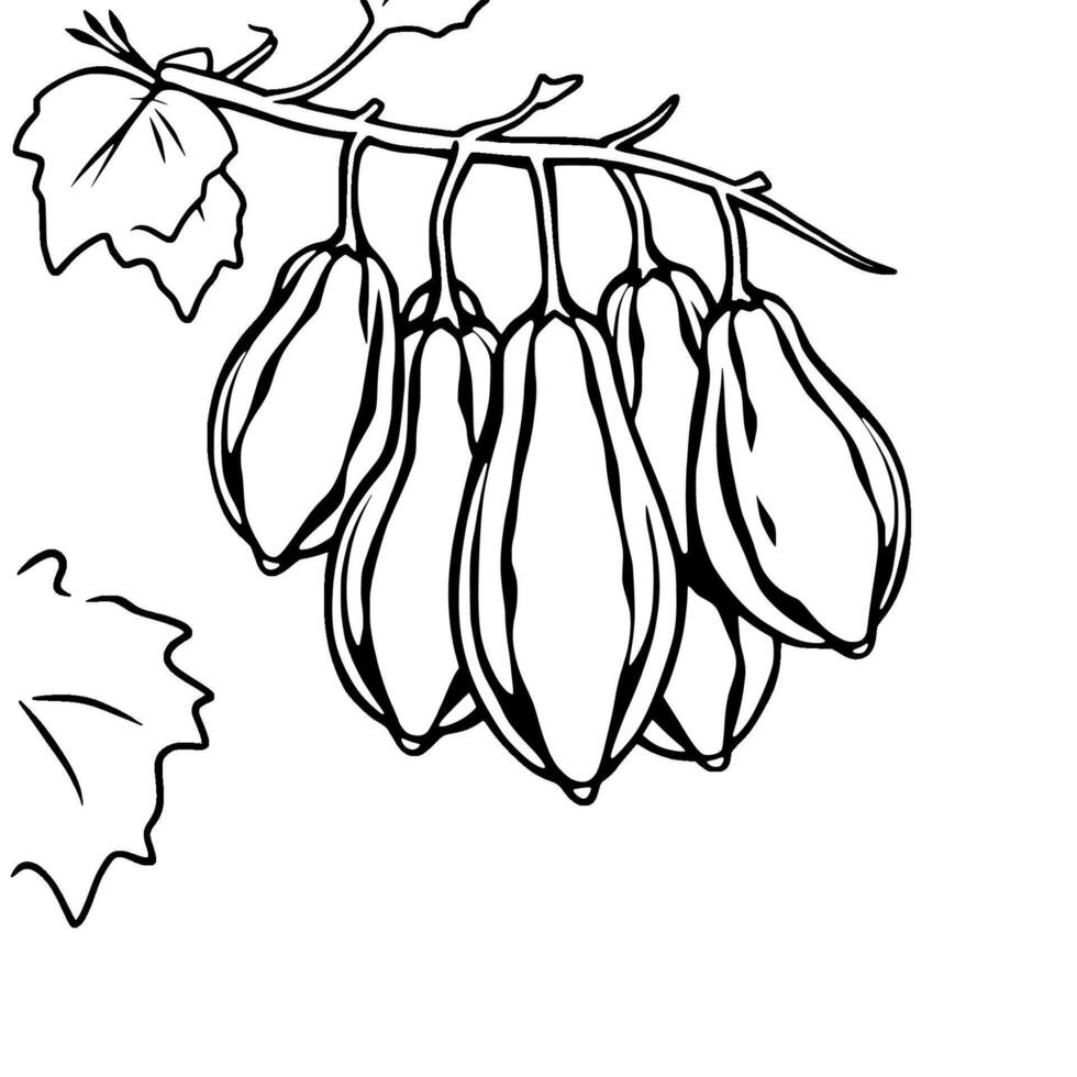 Cluster Of Gooseberries Hanging From Branch With Leaves vector